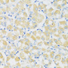 Immunohistochemistry of paraffin-embedded Human stomach using C1GALT1 Polyclonal Antibody at dilution of  1:100 (40x lens).
