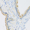 Immunohistochemistry of paraffin-embedded Mouse lung using C1GALT1 Polyclonal Antibody at dilution of  1:100 (40x lens).