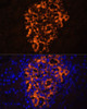 Immunofluorescence analysis of Rat pancreas using PNLIPRP2 Polyclonal Antibody at dilution of  1:100. Blue: DAPI for nuclear staining.