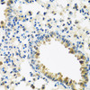 Immunohistochemistry of paraffin-embedded Mouse lung using IFNL3 Polyclonal Antibody at dilution of  1:100 (40x lens).