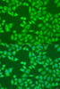 Immunofluorescence analysis of U2OS cells using IFNL3 Polyclonal Antibody at dilution of  1:100. Blue: DAPI for nuclear staining.