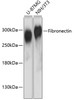 Western blot analysis of extracts of various cell lines using Fibronectin Polyclonal Antibody at dilution of 1:3000.