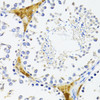 Immunohistochemistry of paraffin-embedded Mouse leydig cells using Fibronectin Polyclonal Antibody at dilution of  1:100 (40x lens).