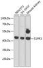 Western blot analysis of extracts of various cell lines using S1PR1 Polyclonal Antibody at dilution of 1:3000.