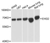 Western blot analysis of extracts of various cell lines using EHD2 Polyclonal Antibody at dilution of 1:3000.