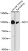 Western blot analysis of extracts of various cell lines using MST1 Polyclonal Antibody at dilution of 1:3000.