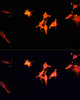 Immunofluorescence analysis of C6 cells using MST1 Polyclonal Antibody at dilution of  1:100. Blue: DAPI for nuclear staining.