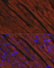 Immunofluorescence analysis of Rat heart using MYH6 Polyclonal Antibody at dilution of  1:100. Blue: DAPI for nuclear staining.