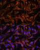 Immunofluorescence analysis of L929 cells using TNFRSF11A Polyclonal Antibody at dilution of  1:100 (40x lens). Blue: DAPI for nuclear staining.