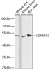 Western blot analysis of extracts of various cell lines using CSNK1G3 Polyclonal Antibody at dilution of 1:3000.