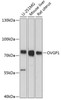 Western blot analysis of extracts of various cell lines using OVGP1 Polyclonal Antibody at dilution of 1:3000.