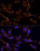 Immunofluorescence analysis of C6 cells using RPL27 Polyclonal Antibody at dilution of  1:100 (40x lens). Blue: DAPI for nuclear staining.