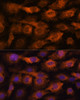 Immunofluorescence analysis of C6 cells using IFITM3 Polyclonal Antibody at dilution of  1:100. Blue: DAPI for nuclear staining.