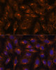 Immunofluorescence analysis of U-2 OS cells using IFITM3 Polyclonal Antibody at dilution of  1:100. Blue: DAPI for nuclear staining.