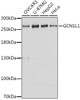 Western blot analysis of extracts of various cell lines using GCN1L1 Polyclonal Antibody at dilution of 1:3000.