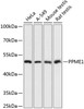 Western blot analysis of extracts of various cell lines using PPME1 Polyclonal Antibody at dilution of 1:3000.