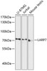 Western blot analysis of extracts of various cell lines using LARP7 Polyclonal Antibody at dilution of 1:3000.