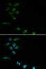 Immunofluorescence analysis of MCF-7 cells using HFE Polyclonal Antibody