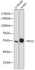 Western blot analysis of extracts of various cell lines using RCC2 Polyclonal Antibody at dilution of 1:3000.