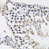 Immunohistochemistry of paraffin-embedded Rat testis using CASC5 Polyclonal Antibody at dilution of  1:100 (40x lens).