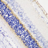 Immunohistochemistry of paraffin-embedded Rat retina using ANO2 Polyclonal Antibody at dilution of  1:200 (40x lens).