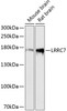Western blot analysis of extracts of various cell lines using LRRC7 Polyclonal Antibody at dilution of 1:3000.