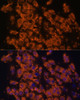 Immunofluorescence analysis of C6 cells using LRRC7 Polyclonal Antibody at dilution of  1:100. Blue: DAPI for nuclear staining.
