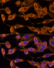 Immunofluorescence analysis of HeLa cells using USP36 Polyclonal Antibody at dilution of  1:100 (40x lens). Blue: DAPI for nuclear staining.
