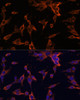 Immunofluorescence analysis of NIH-3T3 cells using USP36 Polyclonal Antibody at dilution of  1:100 (40x lens). Blue: DAPI for nuclear staining.