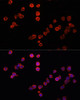 Immunofluorescence analysis of THP-1 cells using MUL1 Polyclonal Antibody at dilution of  1:100. Blue: DAPI for nuclear staining.