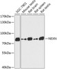 Western blot analysis of extracts of various cell lines using NEXN Polyclonal Antibody at dilution of 1:3000.