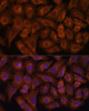 Immunofluorescence analysis of U-2 OS cells using NEXN Polyclonal Antibody at dilution of  1:100. Blue: DAPI for nuclear staining.