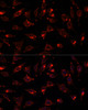 Immunofluorescence analysis of L929 cells using SCGB3A2 Polyclonal Antibody at dilution of  1:100. Blue: DAPI for nuclear staining.