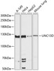 Western blot analysis of extracts of various cell lines using UNC13D Polyclonal Antibody at dilution of 1:3000.