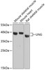 Western blot analysis of extracts of various cell lines using UNG Polyclonal Antibody at dilution of 1:3000.