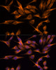 Immunofluorescence analysis of HeLa cells using UNG Polyclonal Antibody at dilution of  1:100. Blue: DAPI for nuclear staining.