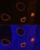 Immunofluorescence analysis of Rat oophoroma cells using ZP3 Polyclonal Antibody at dilution of  1:100. Blue: DAPI for nuclear staining.