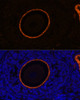 Immunofluorescence analysis of Rat oophoroma cells using ZP3 Polyclonal Antibody at dilution of  1:100. Blue: DAPI for nuclear staining.