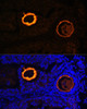 Immunofluorescence analysis of Mouse oophoroma cells using ZP3 Polyclonal Antibody at dilution of  1:100. Blue: DAPI for nuclear staining.
