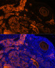 Immunofluorescence analysis of Rat oophoroma cells using ZP3 Polyclonal Antibody at dilution of  1:100. Blue: DAPI for nuclear staining.