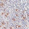 Immunohistochemistry of paraffin-embedded Human tonsil using CTSG Polyclonal Antibody at dilution of  1:100 (40x lens).