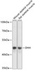 Western blot analysis of extracts of various cell lines using DHH Polyclonal Antibody at dilution of 1:3000.