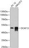 Western blot analysis of extracts of various cell lines using DCAF13 Polyclonal Antibody at dilution of 1:3000.