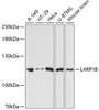 Western blot analysis of extracts of various cell lines using LARP1B Polyclonal Antibody at dilution of 1:3000.