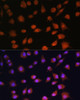 Immunofluorescence analysis of L929 cells using RPS19BP1 Polyclonal Antibody at dilution of  1:100. Blue: DAPI for nuclear staining.