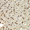 Immunohistochemistry of paraffin-embedded Mouse liver using DDX5 Polyclonal Antibody at dilution of  1:100 (40x lens).