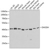Western blot analysis of extracts of various cell lines using DHODH Polyclonal Antibody at dilution of 1:1000.