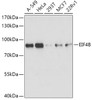 Western blot analysis of extracts of various cell lines using EIF4B Polyclonal Antibody at dilution of 1:1000.