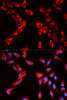 Immunofluorescence analysis of U2OS cells using EIF4B Polyclonal Antibody