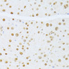 Immunohistochemistry of paraffin-embedded Mouse pancreas using ETV1 Polyclonal Antibody at dilution of  1:100 (40x lens).